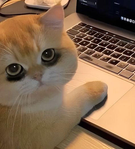 Pháp Y Và Ảnh Đế Điên